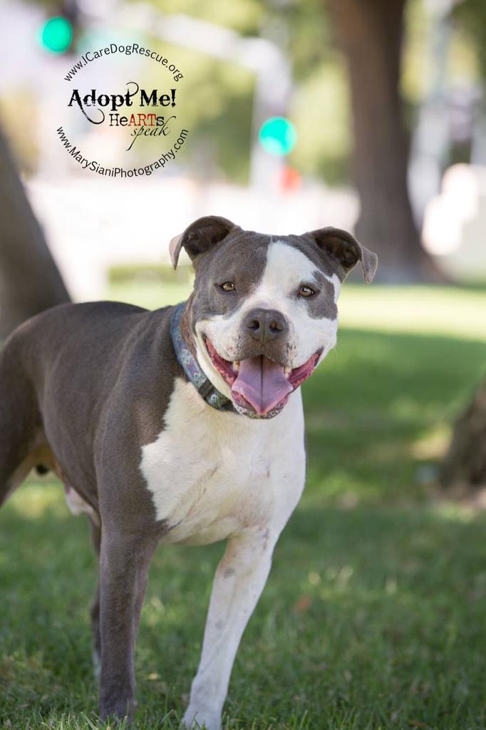 TenacyShadow's tweet photo. Have you ever wanted a dog but couldn't afford one? Give fostering a shot. All you do is open your heart and home. ❤️ http://t.co/kds0fy1gul
