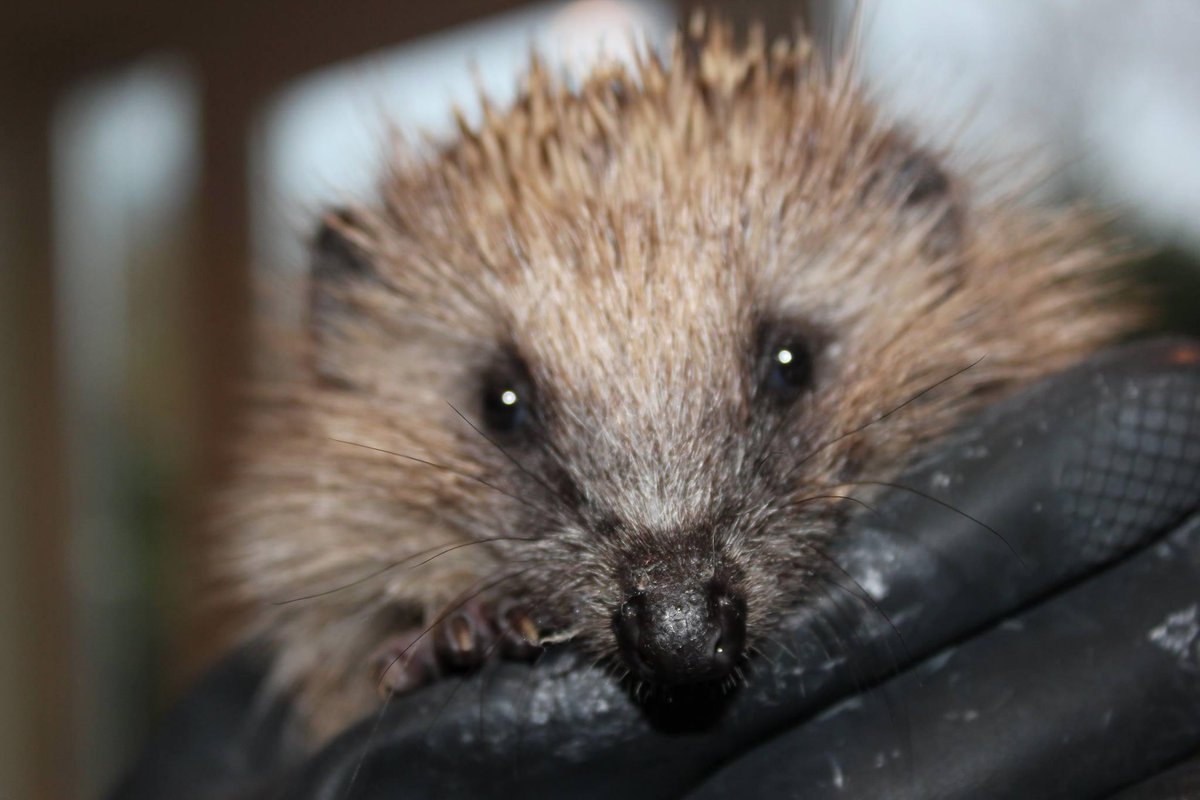 Max is 750g and doing really well. He is looking forward to release in Spring! :-) littlesilverhedgehog.etsy.com
