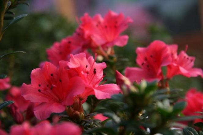 LU Botāniskajā dārzā sāk ziedēt Acālijas.