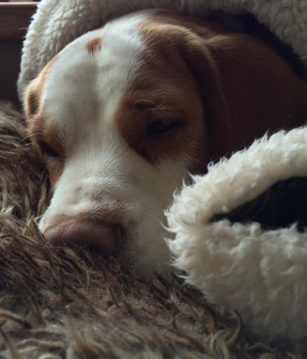 Its snowing so I'm snuggling! #hibernating