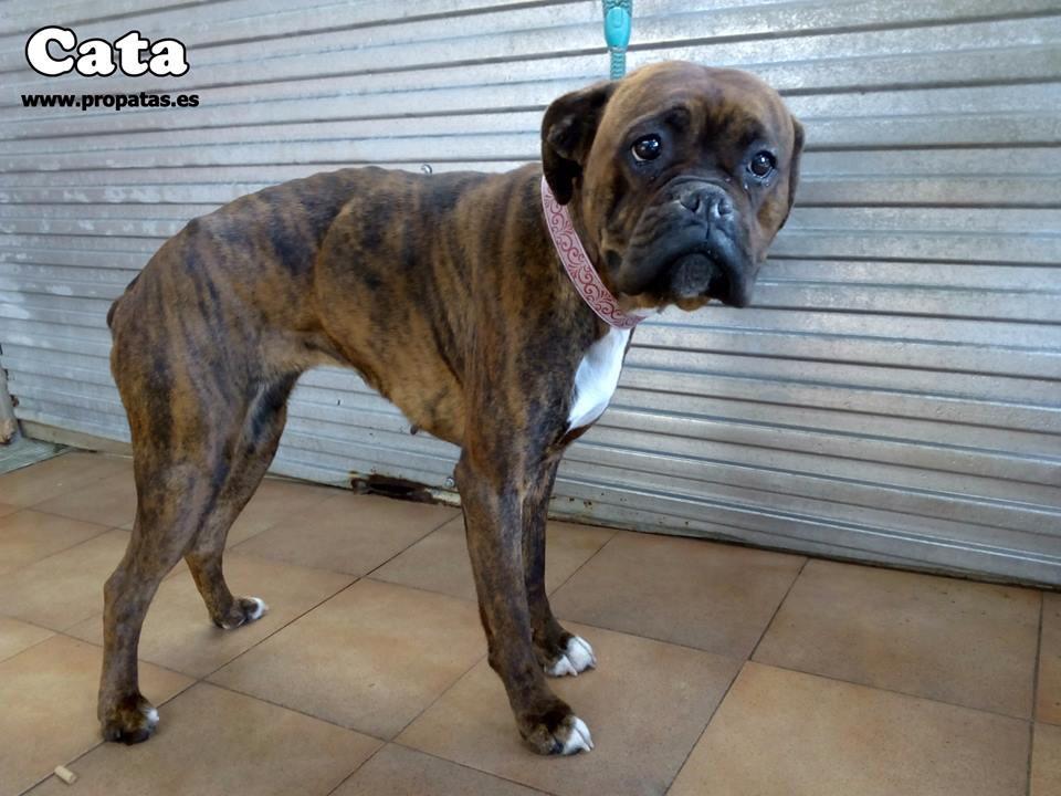 Raquel_delCampo's tweet photo. ¿Alguien puede ayudar a esta pobre perrita?😔 es súper súper buena, se lleva bien hasta con los gatos, es cariñosa..RT http://t.co/82ulj4qxVl