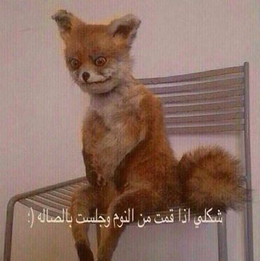 شكلي اذا قمت من النوم
ههه تحشيش :p
ed7aak.com/?p=164
#شي_ودك_يتحقق_الحين
#وش_تحط_مع_الاندومي
#تشويش_واضح