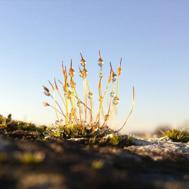 NikiTorkative's tweet photo. #moss mini kingdom en route to #Babcary http://t.co/kttTI6GBTf http://t.co/Iq55BRSmvz