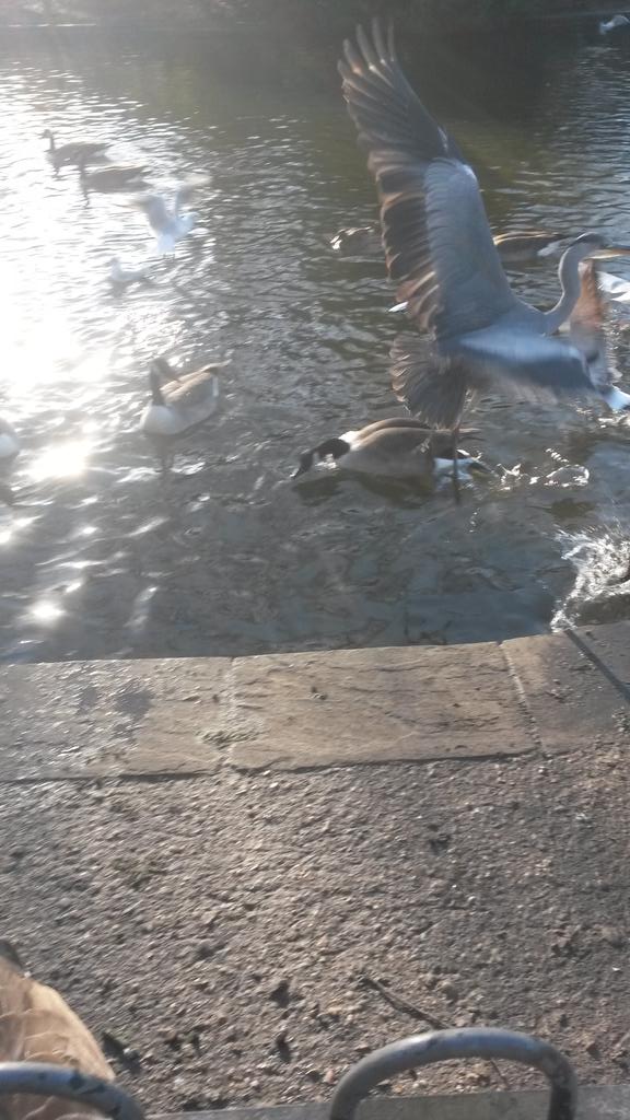 IsabelPottering's tweet image. Beautiful heron showing the ducks &amp;amp; geese who is boss @PeckhamRyePark pond.