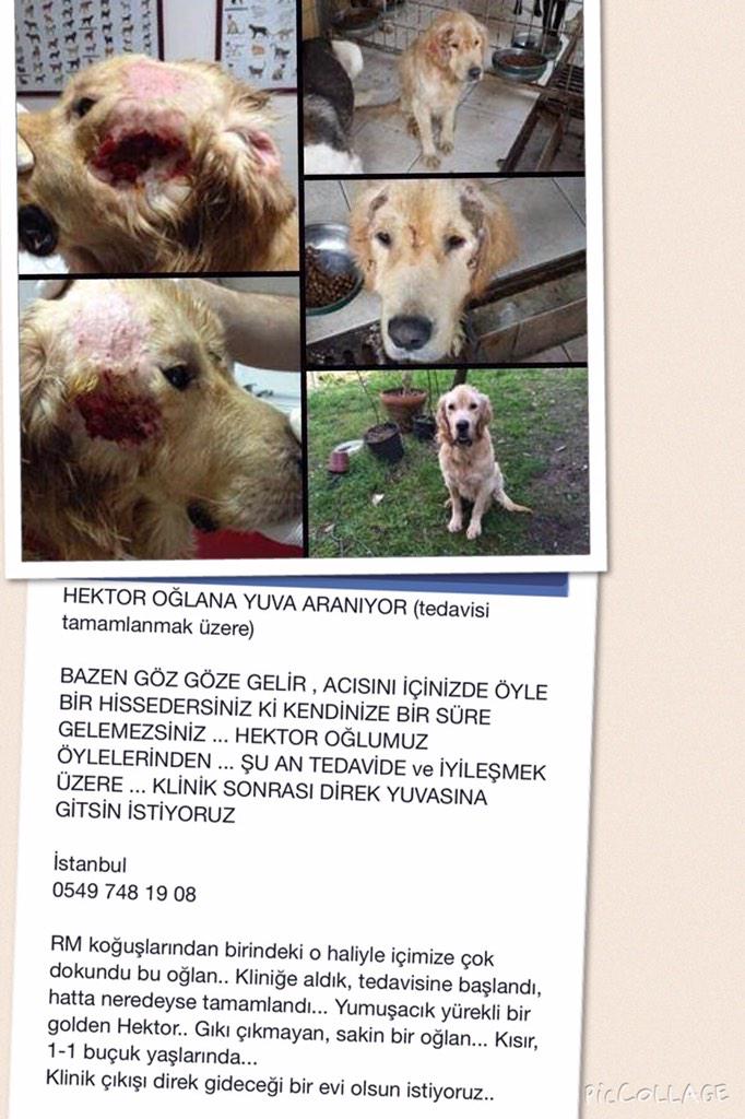 aysinyildirim's tweet image. @haysevder @haysevkayipilan @HayvanseverGaze @haysevdayanisma @sokakhayvanlari @sosyopet #sahipsizköpekler #istanbul