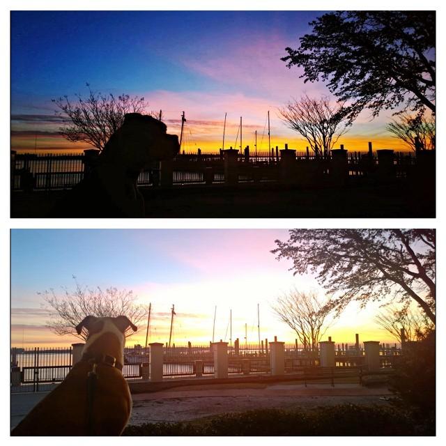AndyDenton's tweet image. Tex enjoys the sunrise too!  #forMatthew #babysitting ift.tt/1BzAX96