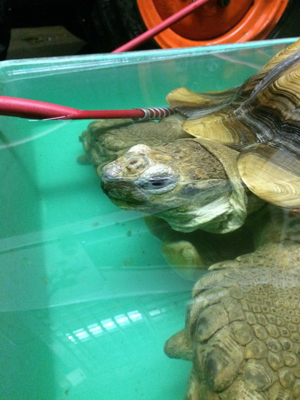盛岡市動物公園 Zoomo 先日はアフリカ園のリクガメたちを温浴させましたよ 写真は大きなケヅメリクガメの入浴シーンです お湯の中でも目を開けているようです 瞬膜があるから大丈夫なんですね 浴槽の縁にあごを乗せている姿がなんともいえません Http
