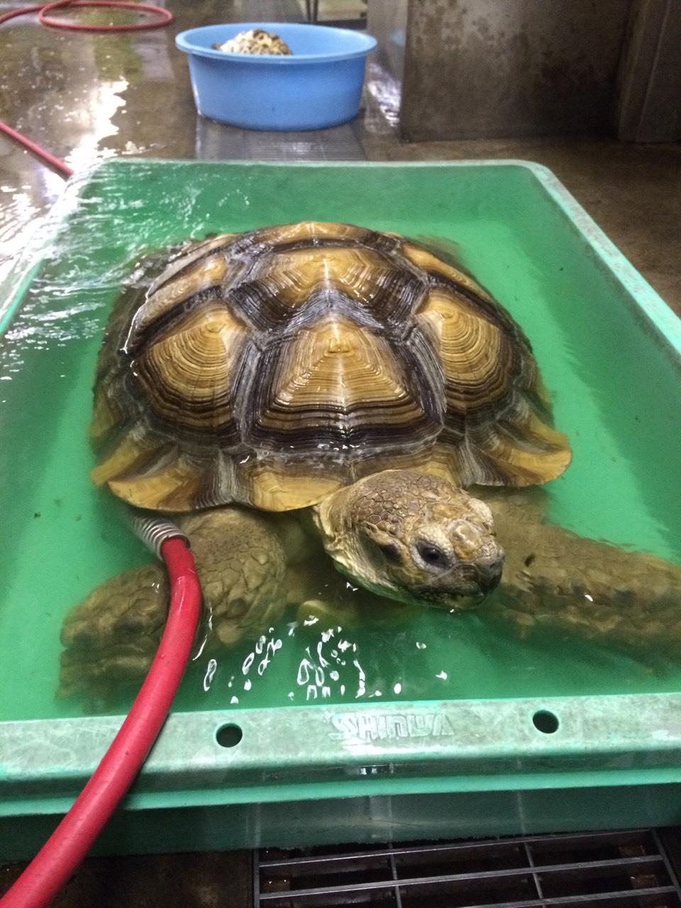 盛岡市動物公園 Zoomo 先日はアフリカ園のリクガメたちを温浴させましたよ 写真は大きなケヅメリクガメの入浴シーンです お湯の中でも目を開けているようです 瞬膜があるから大丈夫なんですね 浴槽の縁にあごを乗せている姿がなんともいえません Http