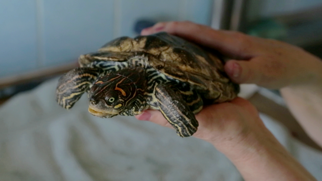 DierenInNesten's tweet photo. Vnvnd oog in oog met tijger in India, reuzenpandacake &amp; waterschildpad met dieetproblemen #diereninnesten 20u10 @een http://t.co/9QqALW71rD