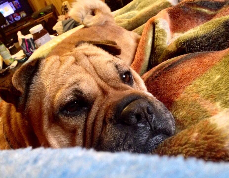 MuttPups's tweet photo. Meet Maxx! The Ori pei
(Shar pei/Pug!) #MixedMutts http://t.co/wGMcMrngU5