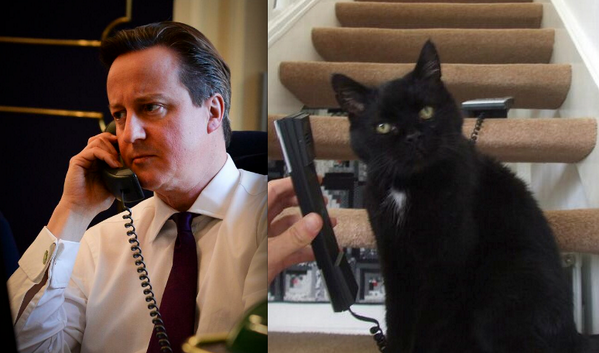 MYSADCAT's tweet photo. My cat is sad because the only landline calls he gets these days are from people trying to sell him dodgy policies. http://t.co/6YbvgpbUDa