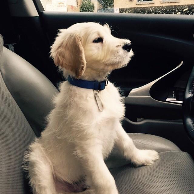 Where we headed? 😉 #betterpetowners