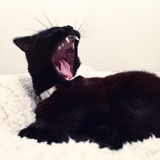 Morning! 👀 #betterpetowners