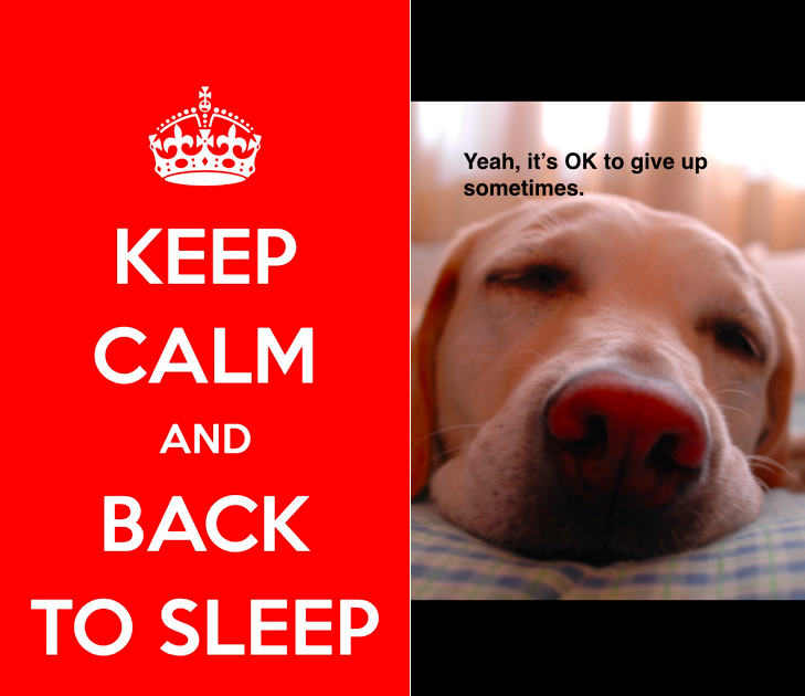 ZzzupApp's tweet photo. Keep Calm &amp; Back to Sleep. Yeah, it's OK to give up sometimes...
2-Photo Alarm @ZzzupApp.
#labrador #Doggy http://t.co/rhX5NXyqZ4