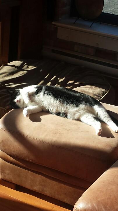 No sin sweeter than laying in a sun patch