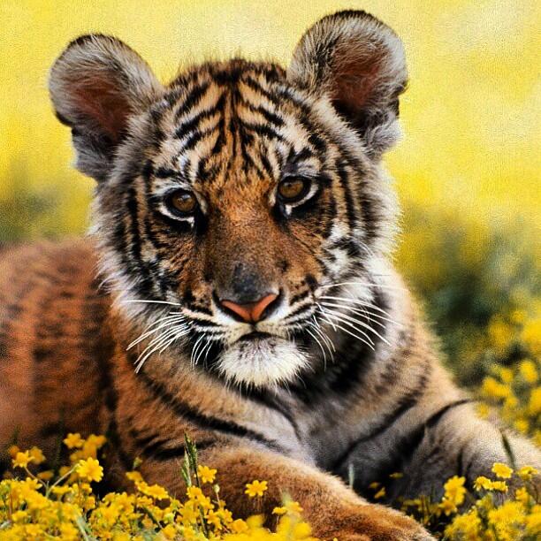 Rieri_U_'s tweet photo. A tiger. http://t.co/kyFWsWPsFP