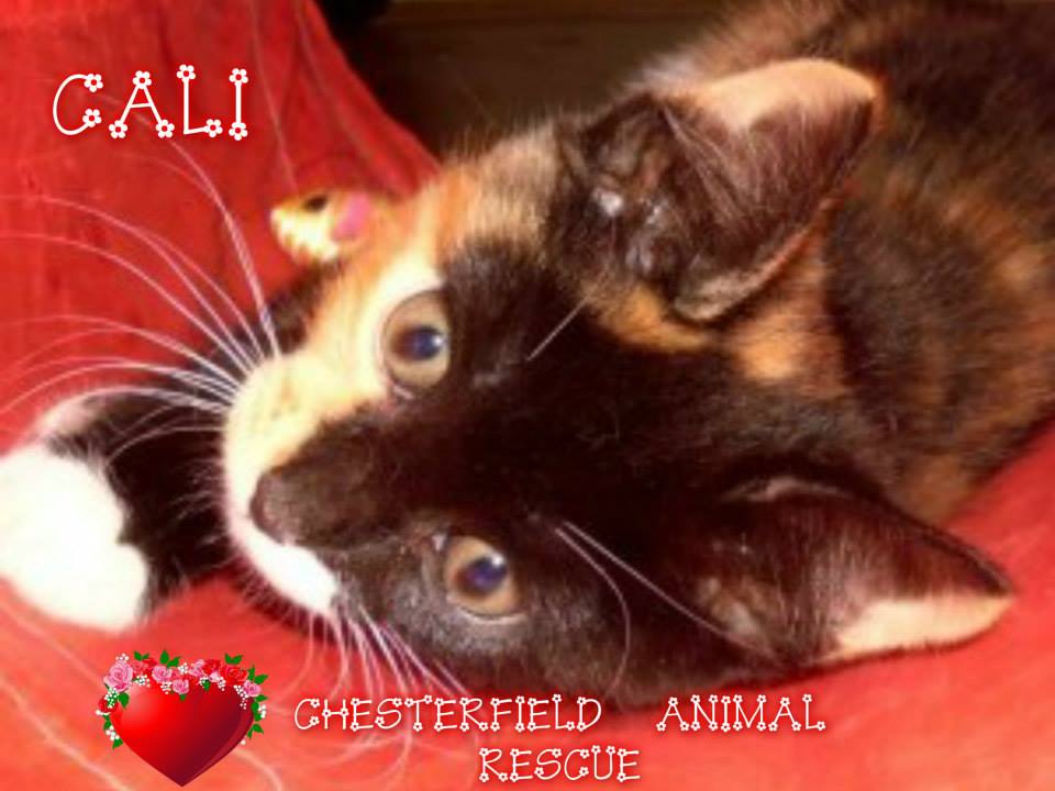 The_Animal_Team's tweet image. #foreverhome CALI 8mo #cuddles #learningtricks tum tickles good #cats #kids @CARescue