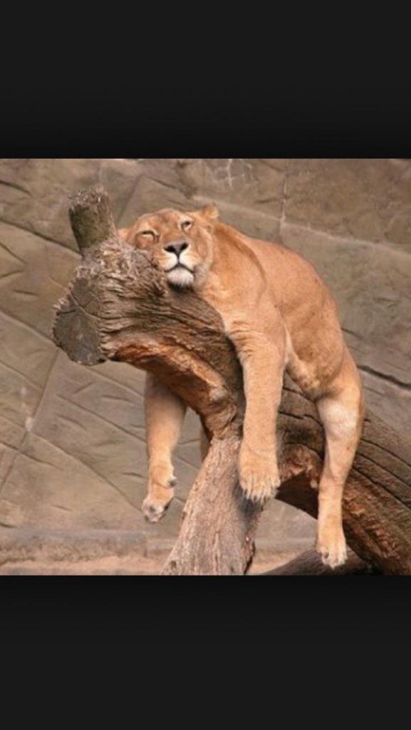 KilleuseP's tweet photo. @cresus13005 @fredussart une lionne crèvee ce soir 😂😂 http://t.co/QknXH0F0SD