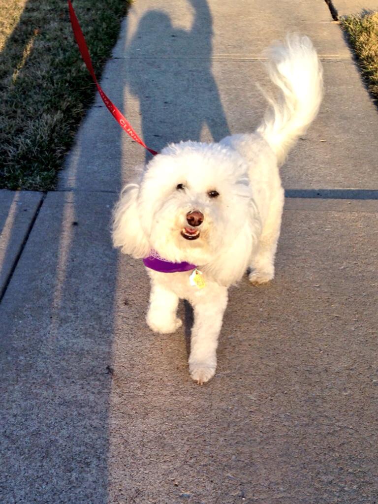 It's #KansasDay! Now, go get your team together for <a href="/GottaWalkKansas/">Sharolyn Jackson</a> #WalkKansas2015. Woof! walkkansas.org