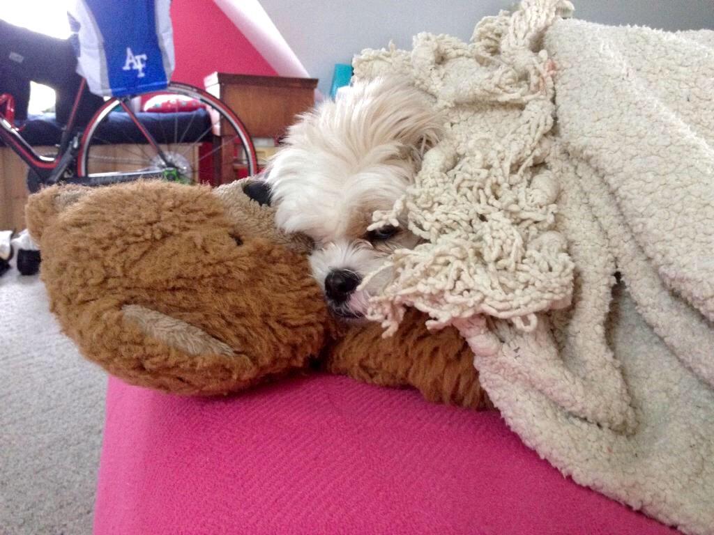 fluffyarchie's tweet photo. s/o to abby for lending me her big brown bear.. i hope i feel better soon😔😭😴 http://t.co/JIrgMsdaMg