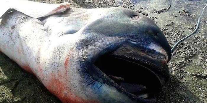 EliteDaily's tweet image. Super Rare Megamouth Shark Was Found On A Beach In The Philippines (Photos): elitedai.ly/1LlJjqp