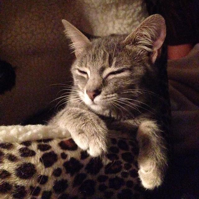 UnleashedPetco's tweet photo. Cat nap pose on point. #AlwaysModeling (Pic: Liza) http://t.co/oN1HNz7aRO