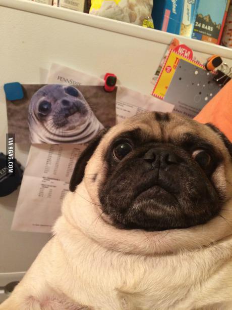 junkpeoplebuy's tweet photo. It's the WTF moment on Junkpeoplebuy :D

#wtf #dogs #double http://t.co/rF0iTS4X9f