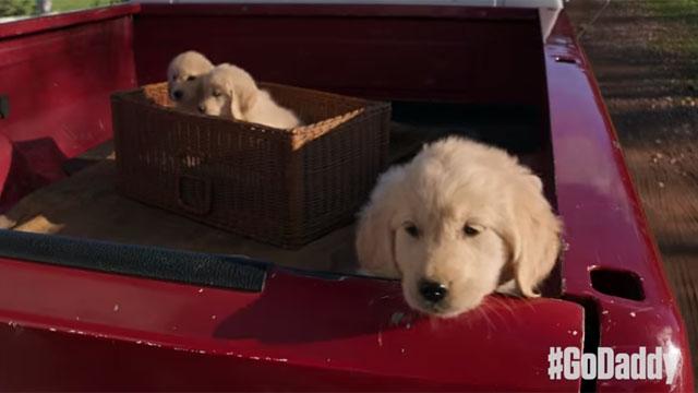 AASBC's tweet image. GoDaddy's Super Bowl ad shows throwing an animal out of a vehicle. They deserve a backlash: ow.ly/I6CJ3