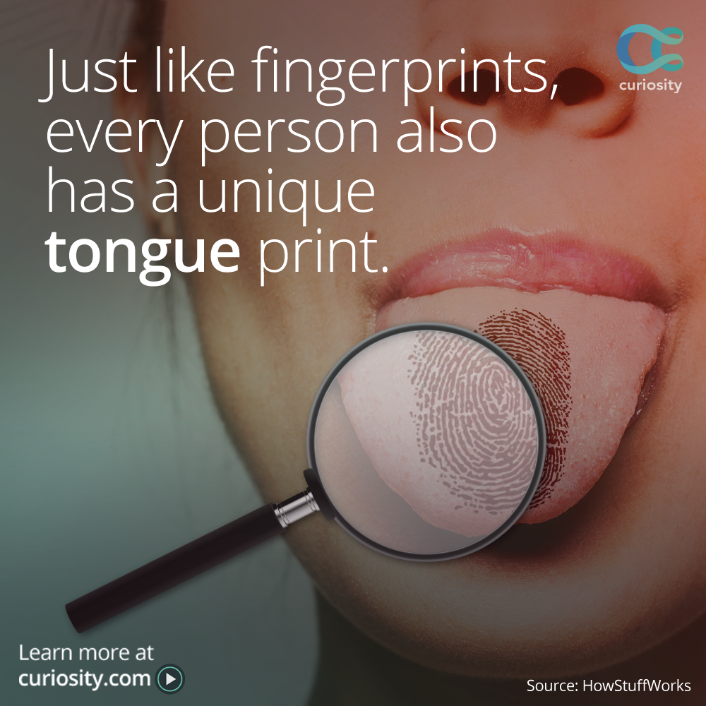 Curiosity on Twitter: "Tongue prints are unique identifiers, just like Learn more via @LifeNoggin: https://t.co/SQWHsKV30h http://t.co/sCOinSv2dS" / Twitter