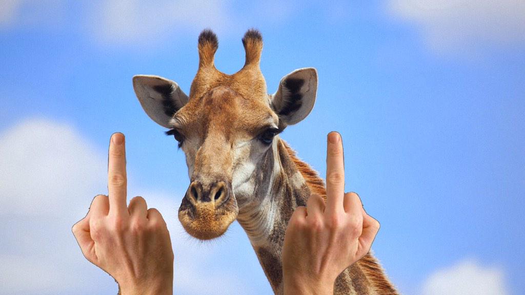 Getonfleek's tweet photo. When someone says they don't like giraffes http://t.co/PAuunSaEfj
