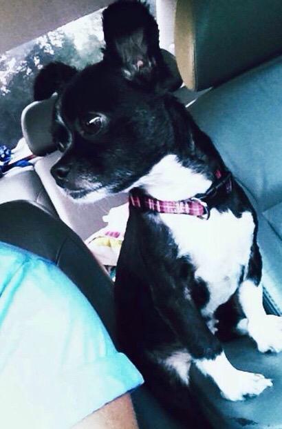MuttPups's tweet photo. Moo the Pekingese/Chihuahua mix! #MixedMutts http://t.co/ytljmtr0w0