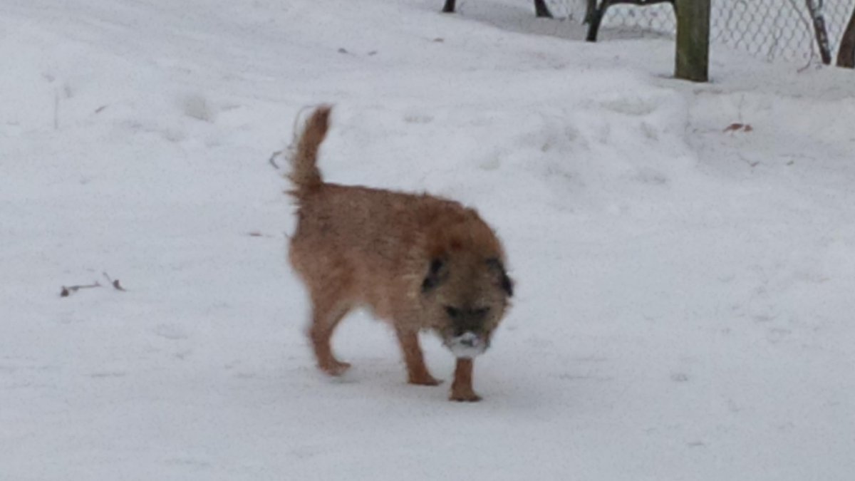 BadMojo15's tweet photo. Now why would I stop so you can take a good photo of me? Silly man. http://t.co/lCGTRSZpIH