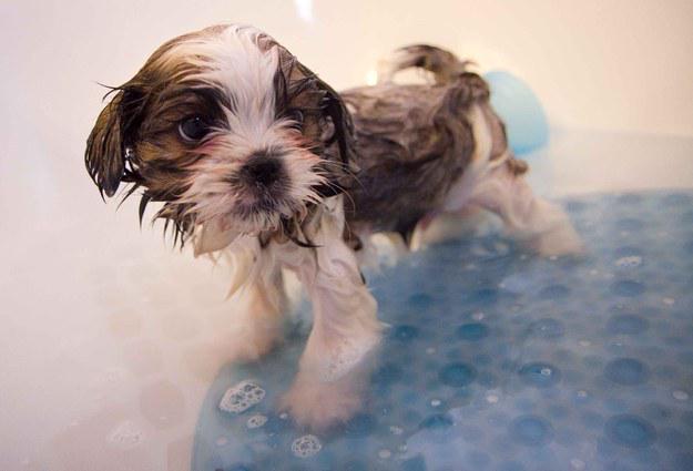 goiFetch's tweet image. “Why would you do this to me??” #LifeIsHard #FirstBath #dogsoftwitter