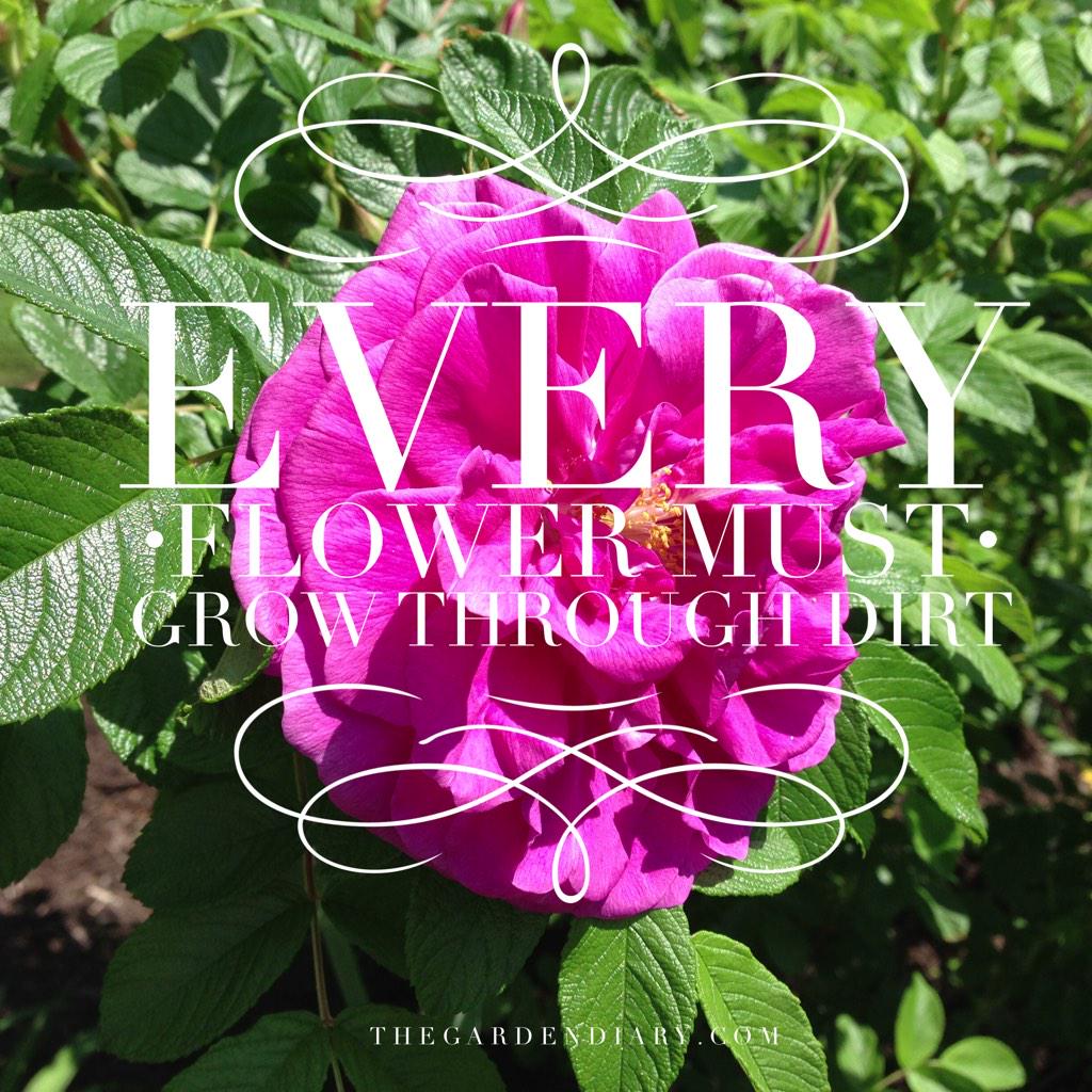 agardendiary's tweet photo. Keep blooming where you are planted! 🌹#sowseedsofkindness #rosechat #gardenchat http://t.co/au266r7Hur