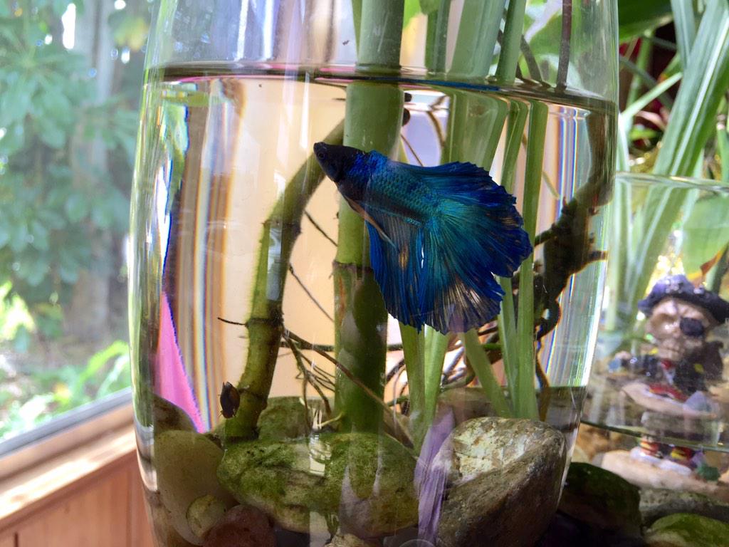 bbgun007's tweet photo. My Blue Betta Tank 😎💙🐟 http://t.co/OwldYZ2TOS