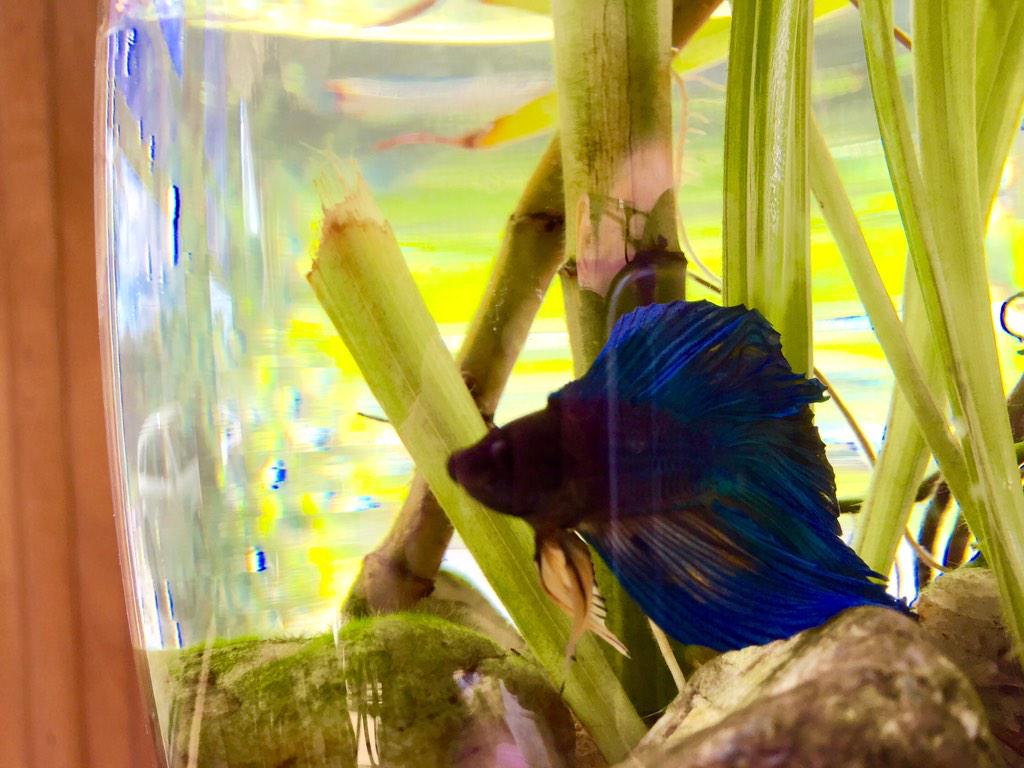 bbgun007's tweet photo. My Blue Betta Tank 😎💙🐟 http://t.co/OwldYZ2TOS