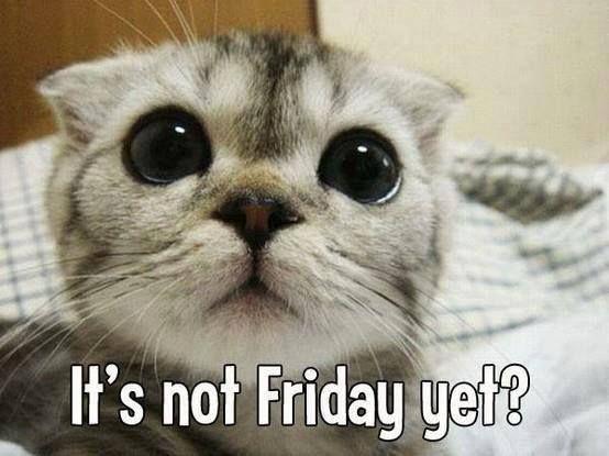 DLees28's tweet image. #TFB_Cats #HappyThursday

🐈@jet_new

🐈@rtmiii1958

🐈@HandelShaine

🐈@RMariaperva

🐈@louzival2011

🐈@daniel_pinheir