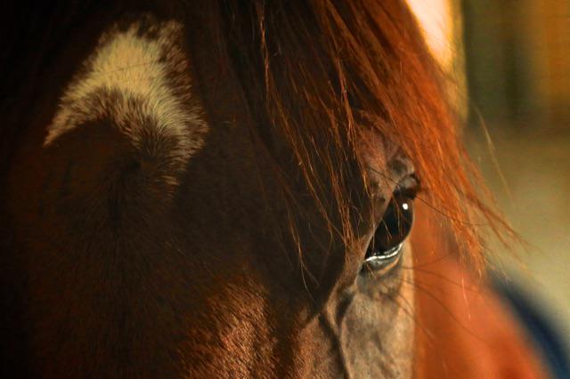 GaiWaterhouse1's tweet image. Best of the morning: Ecuador &amp;amp; bonnie mare Sweet Idea with her #eyeontheprize @RacingHenderson 😉 #TrackworkNotes