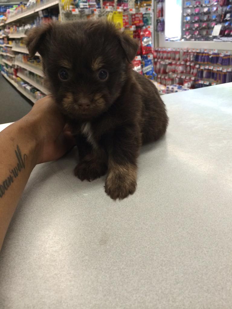 MuttPups's tweet photo. Pomeranian/Yorkie!! #MixedMutts http://t.co/HiFYpadCG5