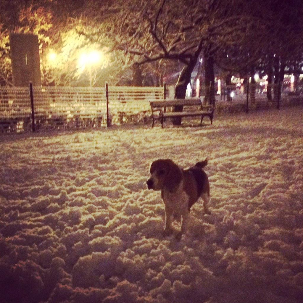 Luise beagle (@katyika83) on Twitter photo 