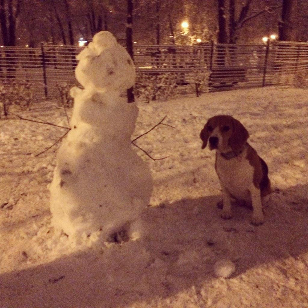 Luise beagle (@katyika83) on Twitter photo 