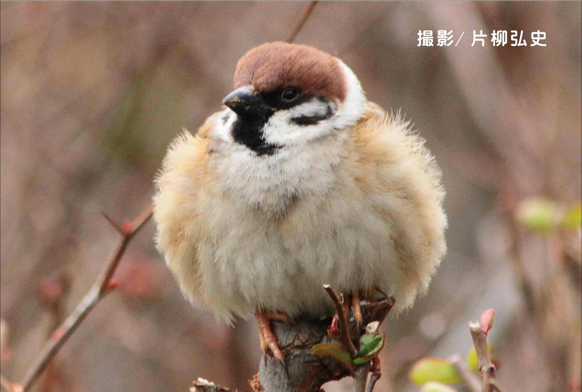 防寒対策でふくらんだ ふくらすずめ がなんとも愛らしい件 Togetter