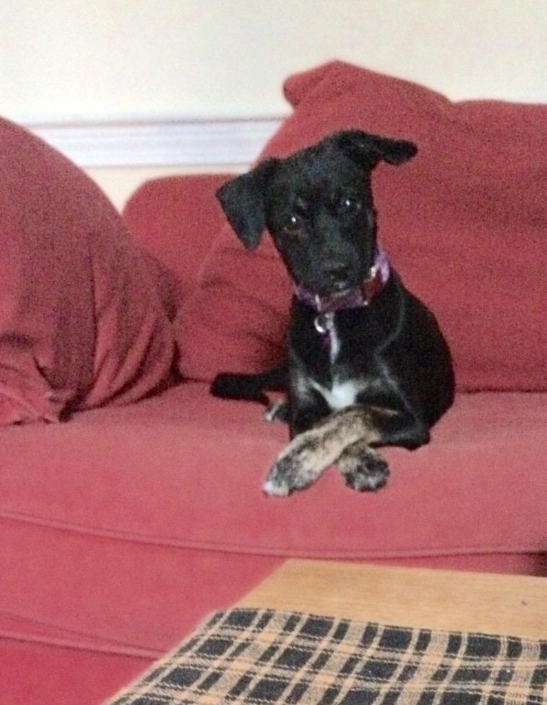 MuttPups's tweet photo. Luna the Papillon/Black Lab puppy!! http://t.co/DObYa8mfes