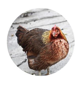 暦生活 こよみせいかつ A Twitter 七十二候 鶏始乳 にわとりはじめてとやにつく 1 30 2 3頃 鶏 が春の気を感じ たまごを産み始める頃 自然な状態の鶏は 日照時間が長くなるにつれ 産卵率が上がっていくため 春から夏にかけてたくさん卵を産みます 春は