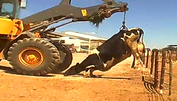 Dairy industry trying to convince Americans to drink more milk with their #GetReal campaign. mfablog.org/think-cows-mil…