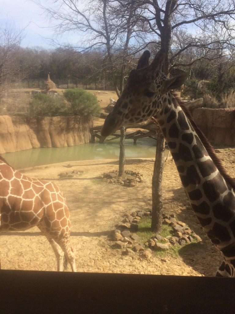 Vicky_Jayy's tweet photo. Such a beautiful day at the @DallasZoo today! Happy birthday @stephanc8951hd http://t.co/MKLL3IcKWQ