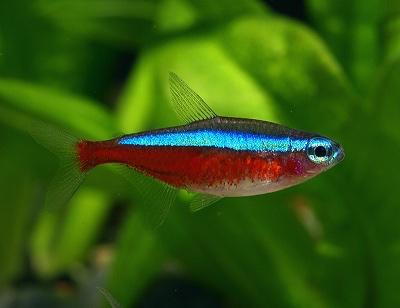 ネオンテトラは混泳に向いている 相性の良い魚とおすすめできない種類 あにまろ る