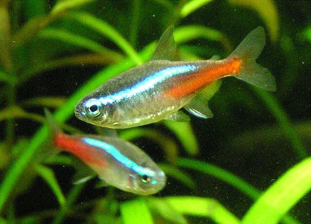 ネオンテトラは混泳に向いている 相性の良い魚とおすすめできない種類 あにまろ る