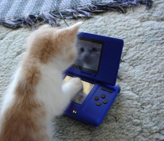 GentGoldstein's tweet image. It would be so awesome if @NintendoAmerica followed us. #truth #gamer #savetheprincess