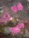 StatCalum4893's tweet image. #Roses blooming in tide pools: #Warm ocean currents bring # bit.ly/1vcAgn3 #January292015